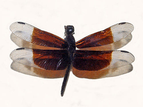 Neurothemis decora